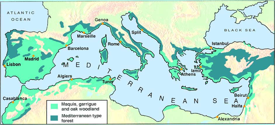 Mediterranean Basin Shrubs Trees Distribution Maps Views Mediterranean Basin Shrubs Trees Distribution Maps Views