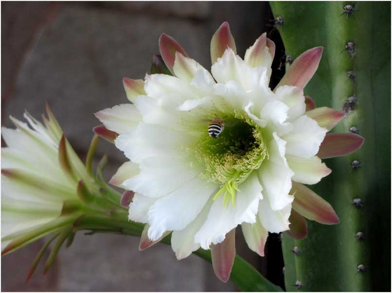flowers of Grabov Rat