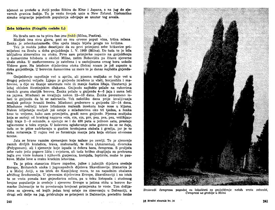 ornitofauna otoka Braca