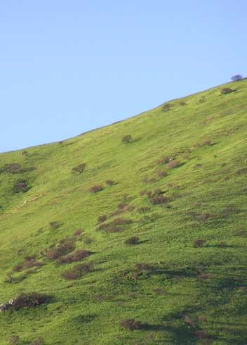 winter green of the San Bruno Mountain, California