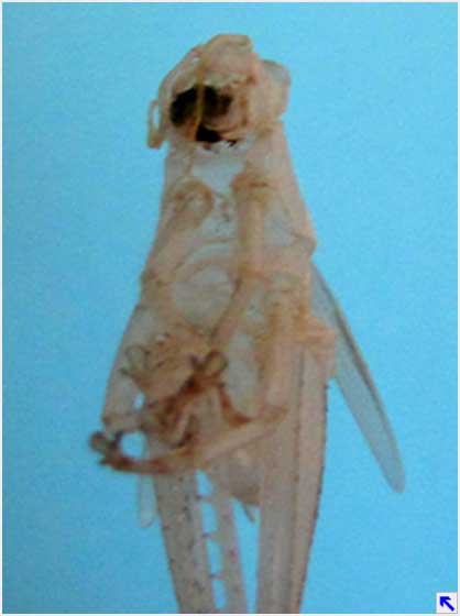 extraterrestrial - the nymph shell of a grasshopper