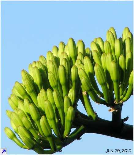 agave bloom