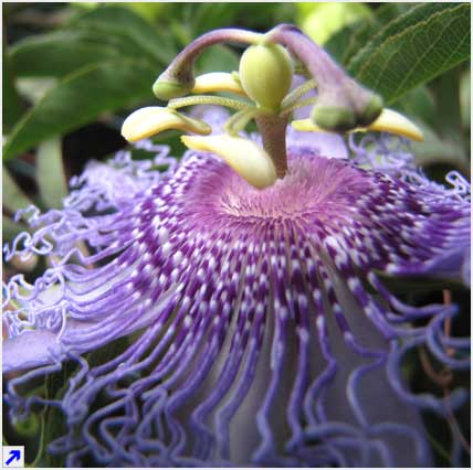 passiflora : the beauty of order