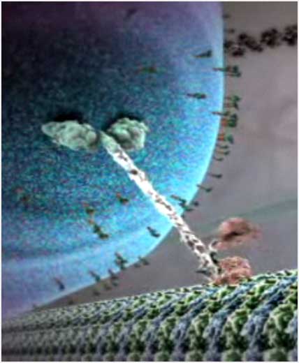 the inner life of a cell