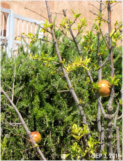 our pomegranate, before and now