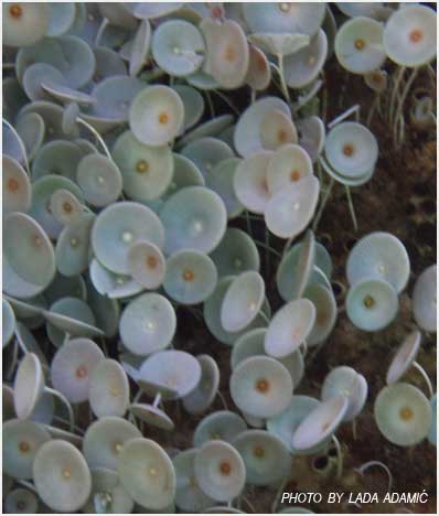 Acetabularia mediterranea