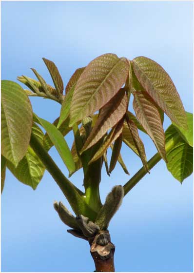 young leaves: walnut & apricot