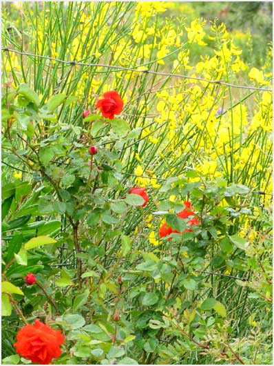 Aleppo pine and Spanish broom