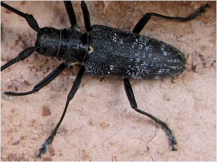 fungus weevil