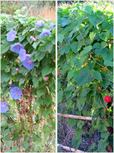 incompatibility of plants