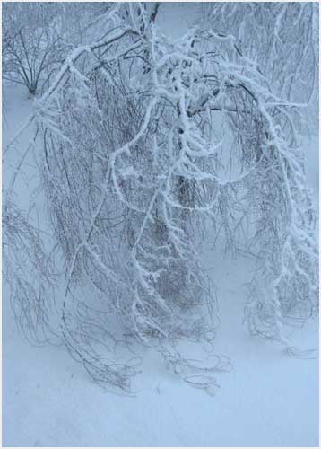 winter in the garden
