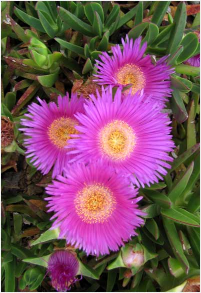 ice plant of GR