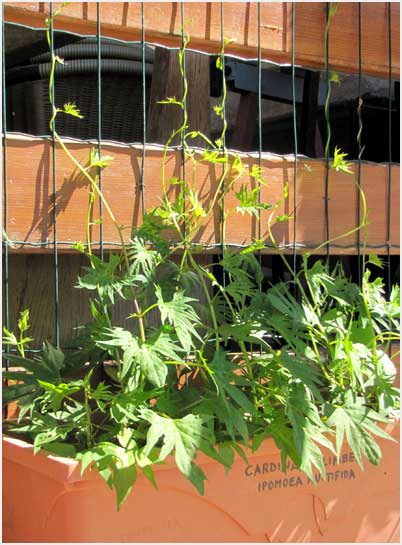the sight of plants