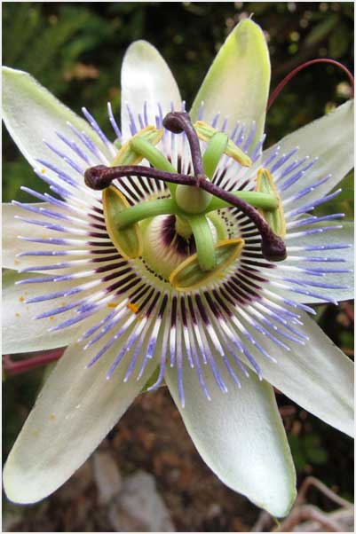intelligent design