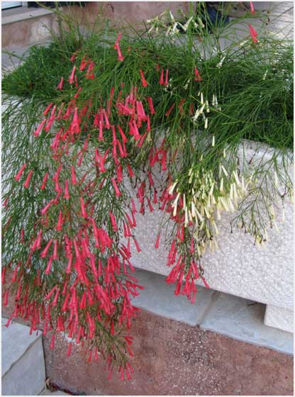 russalia