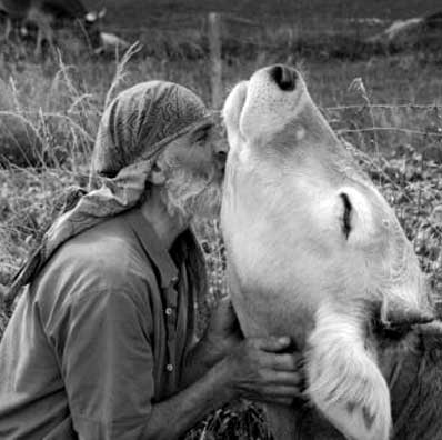 old man and cow