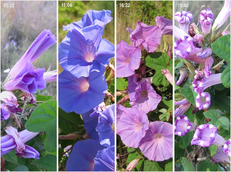 one day in the life of morning glory