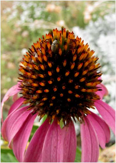 purple coneflower