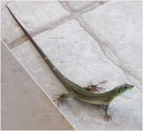lizards tail